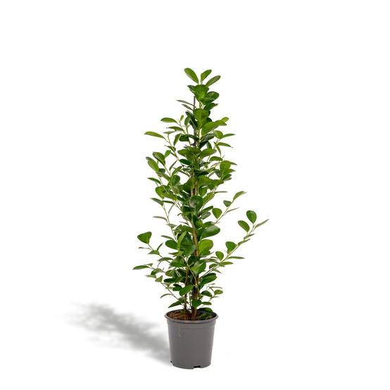 Ficus - Le Moclame- La Green Touch - Image 2
