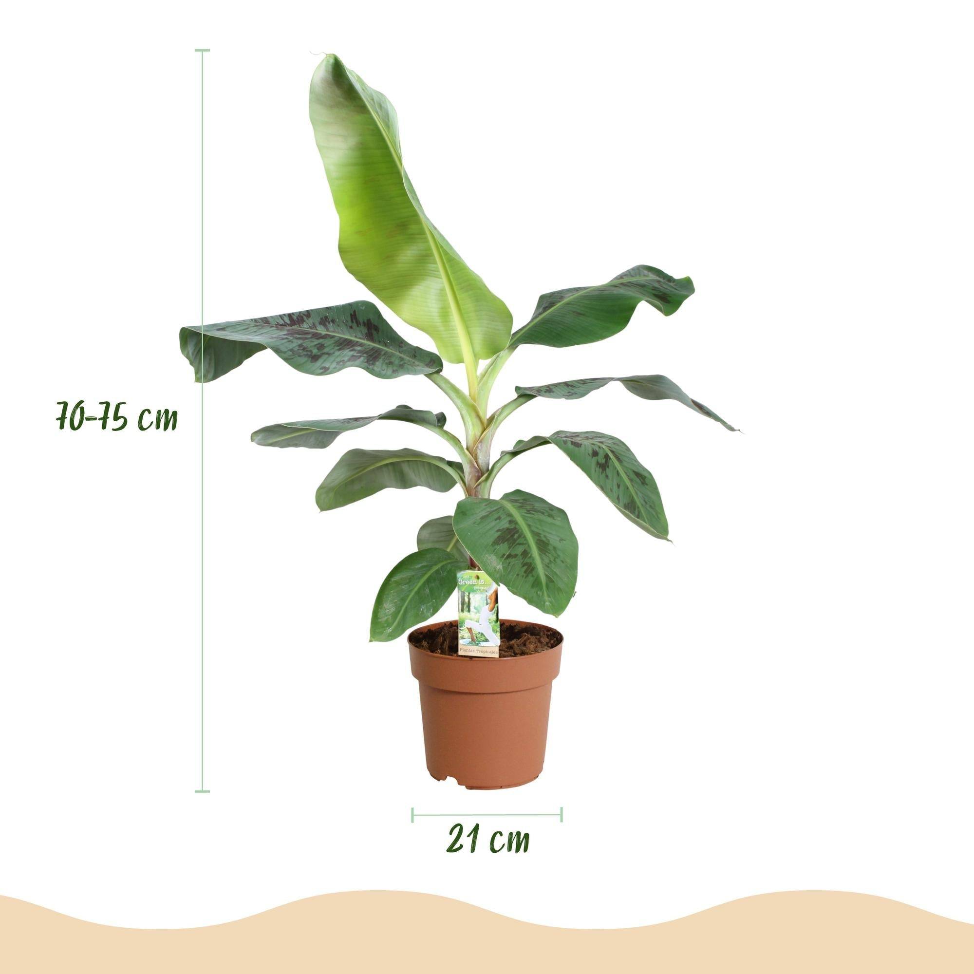 La Green Touch - Bananier Dwarf Cavendish - D21 H75cm - Image 4