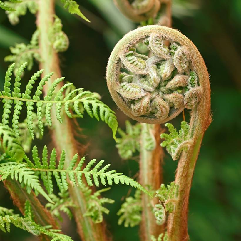 Promesse de Fleurs - Fougère arborescente - Dicksonia antarctica Pot de 18L/20L, Haute-Tige, Hauteur de tronc (stipe) 40/50 - Image 1