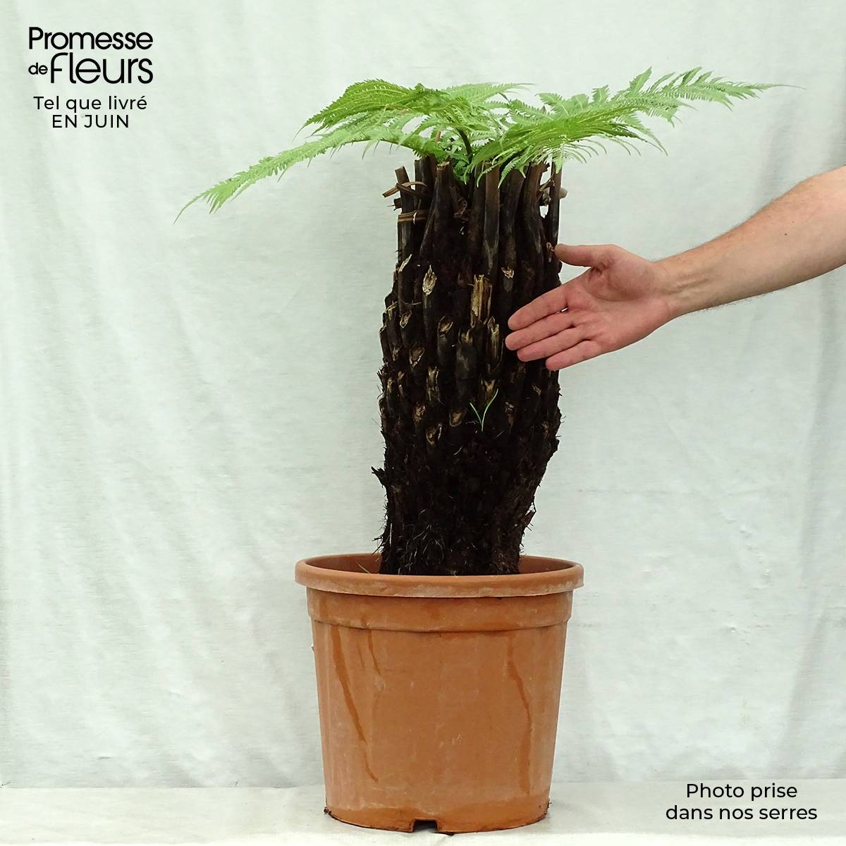 Promesse de Fleurs - Fougère arborescente - Dicksonia antarctica Pot de 18L/20L, Haute-Tige, Hauteur de tronc (stipe) 40/50 - Image 2