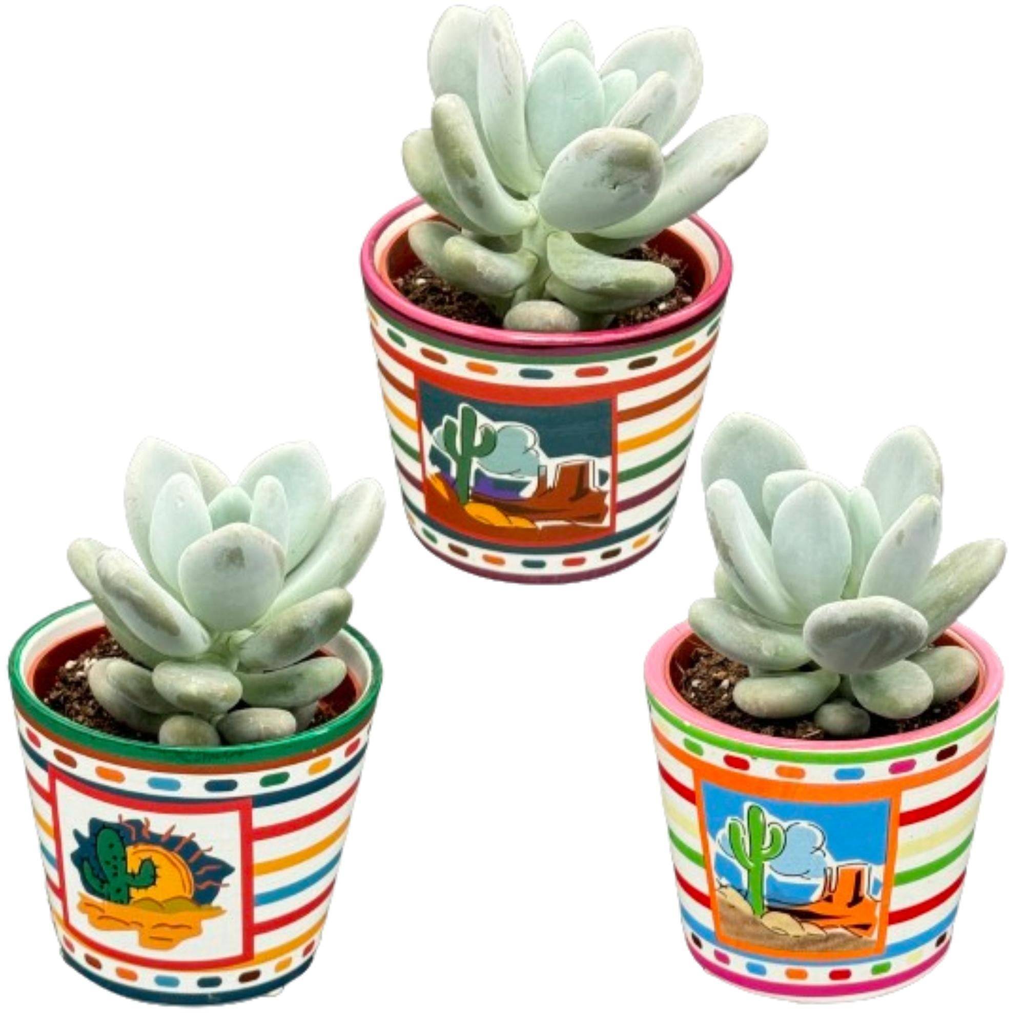 Pachyphytum Oviferum "Moonstone" - Lot de 3 Succulentes Charmantes- La Green Touch