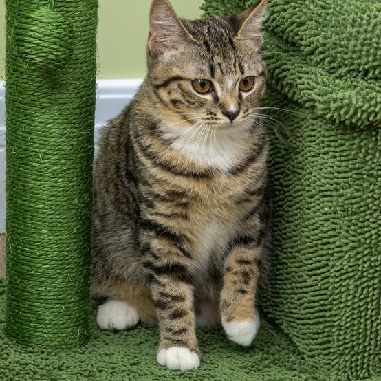 Arbre à Chat Design Cactus avec Niche et Griffoir Sisal pour Petit Chat 67 cm Vert - ComfortXL Outdoor Living - Image 9