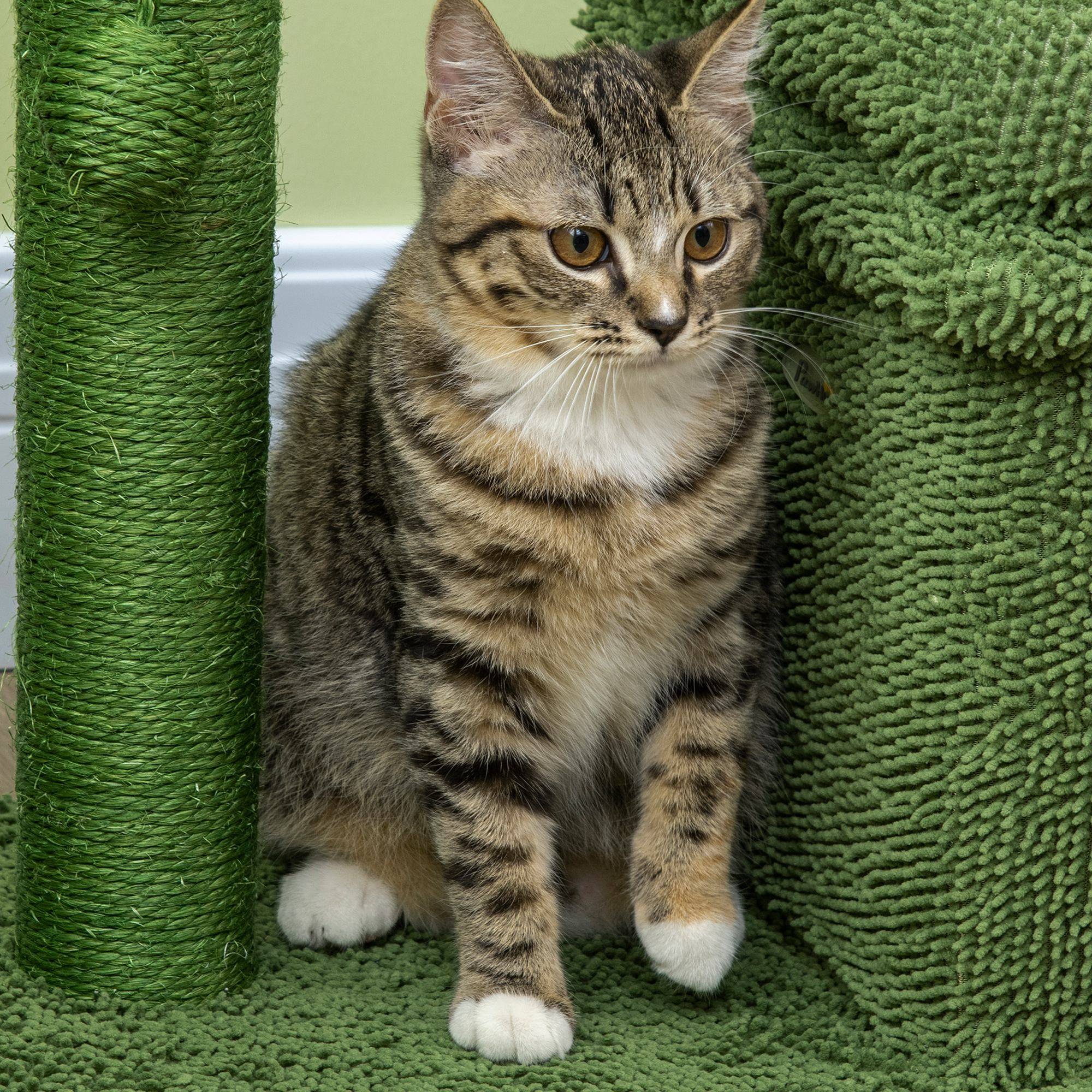 Arbre à Chat Design Cactus avec Niche et Griffoir Sisal pour Petit Chat 67 cm Vert - ComfortXL Outdoor Living - Image 9