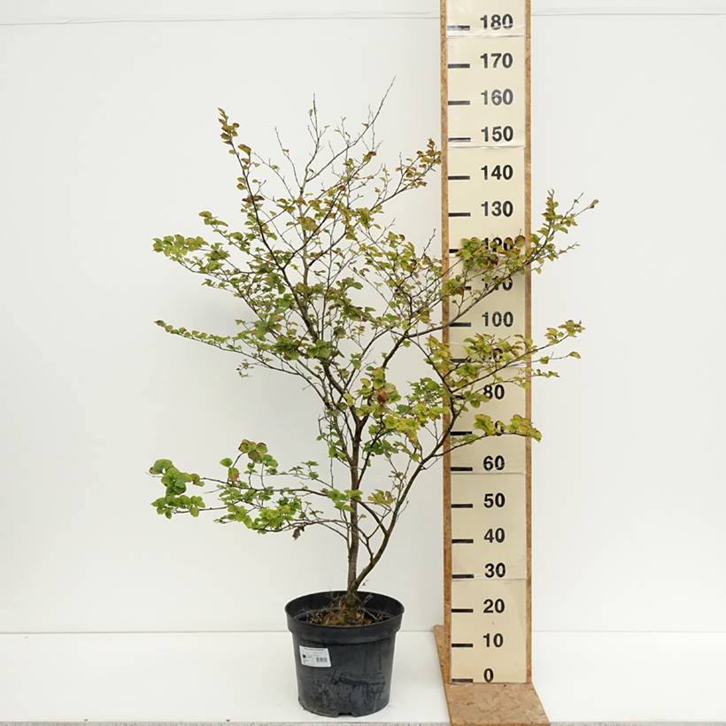 Fagus sylvatica Cockleshell - Htre commun Pot de 12L/15L - Jardiland
