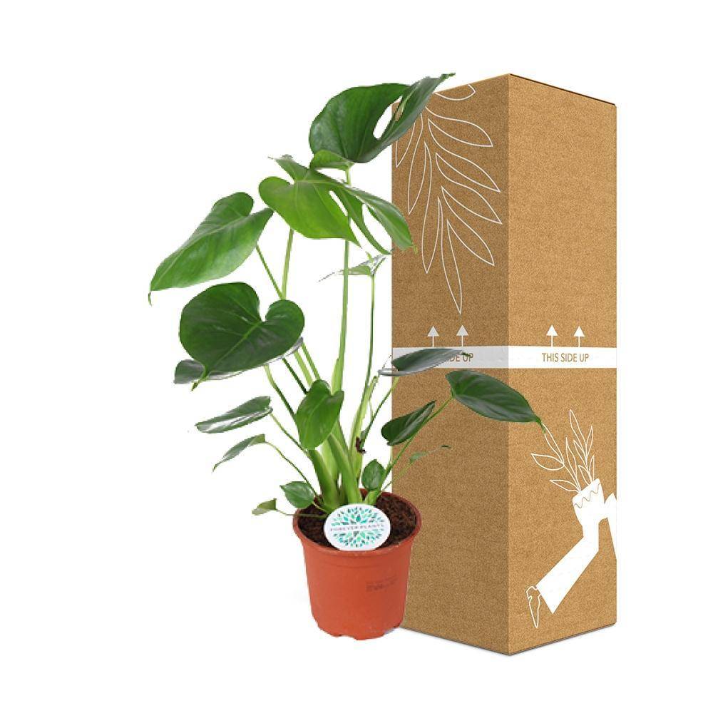 La Green Touch - Monstera Deliciosa - D14 H45cm - Imagen 3