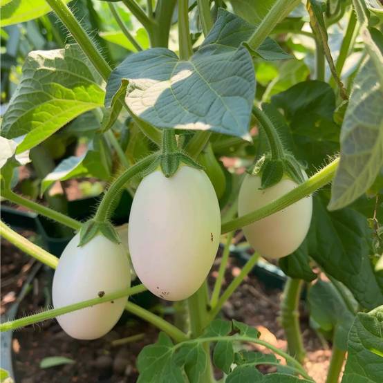 60 Graines d'Aubergine White Egg - SemiSauvage Permaculture - Image 2