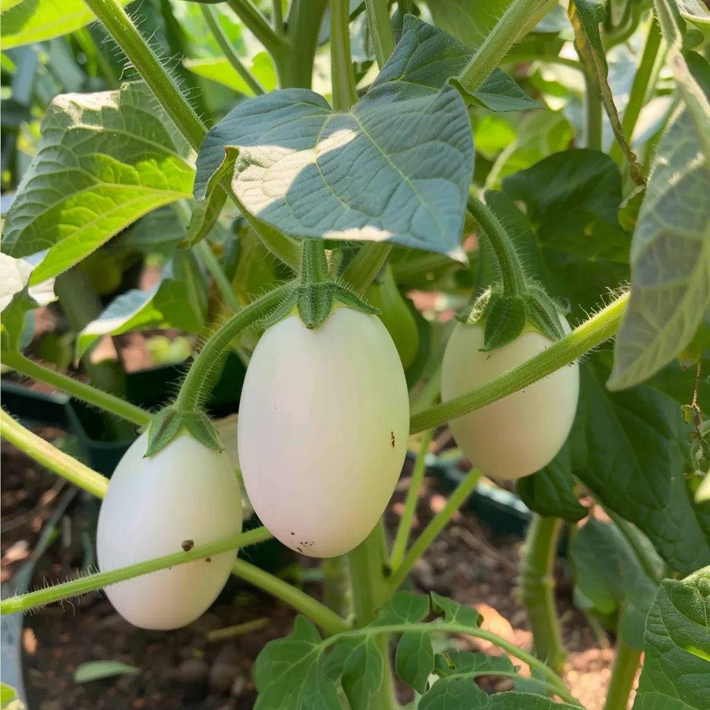 60 Graines d'Aubergine White Egg - SemiSauvage Permaculture - Image 2