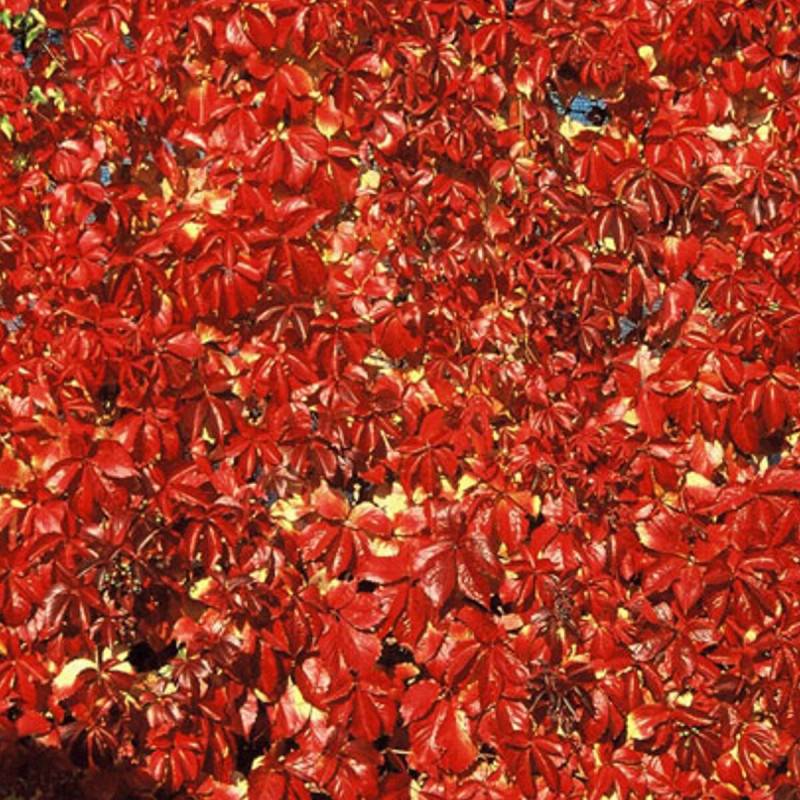 Vigne Vierge quinquefolia Red wall® 'Troki' - Pot de 3L - Echelle bambou 60/120 cm