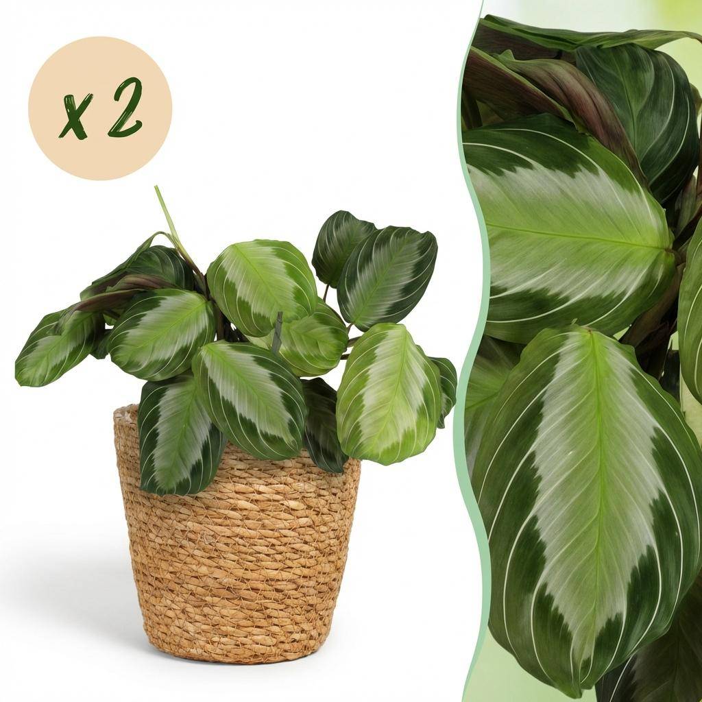 Maranta Fascinator Silverband - Pet-friendly - Pot de 12cm - Hauteur 25-35cm - 2 plantes - Panier - Plantes d'intérieur
