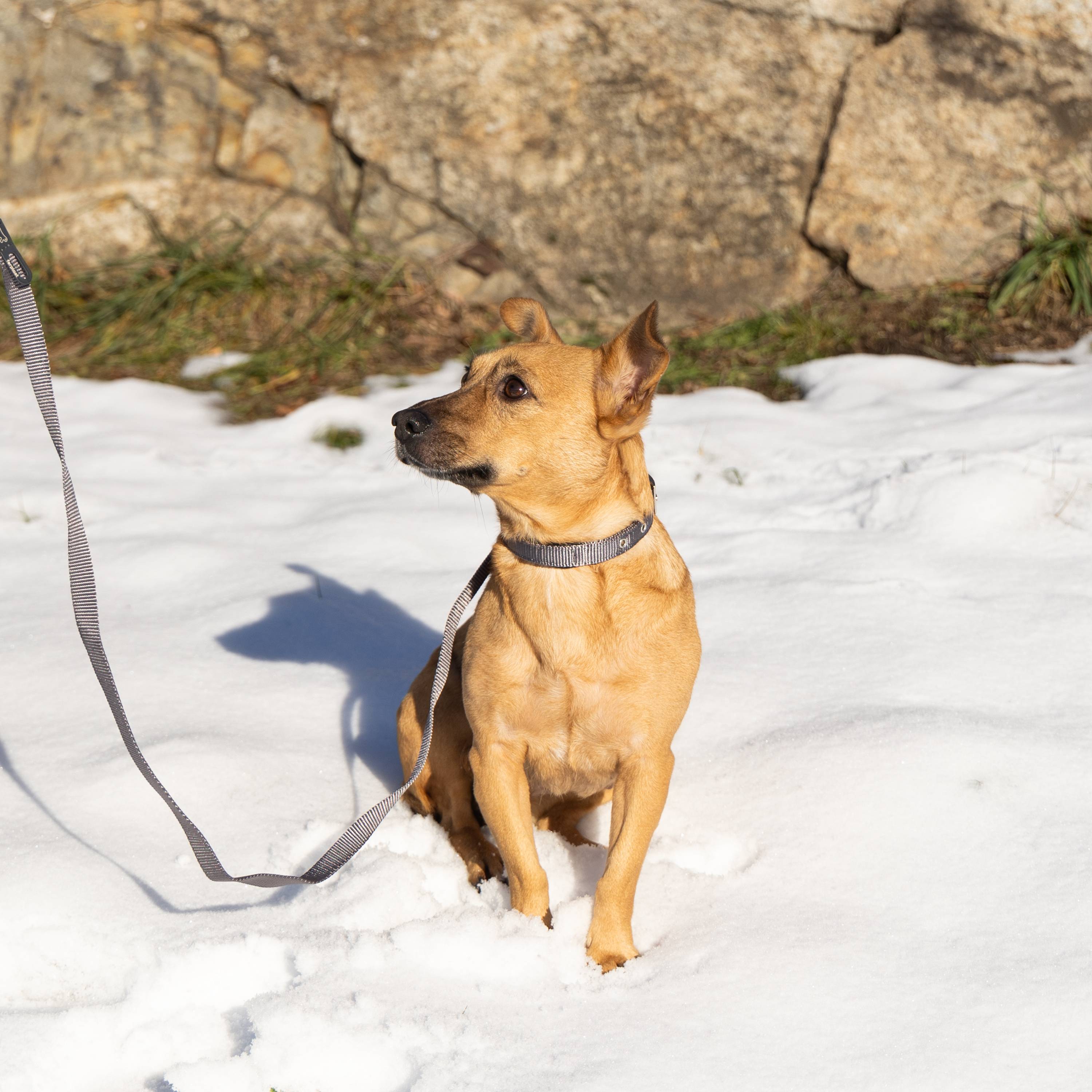 Ferplast - Collier chien chiens nylon souple rembourrage FERPLAST DAYTONA différentes tailles et couleurs - Imagen 3