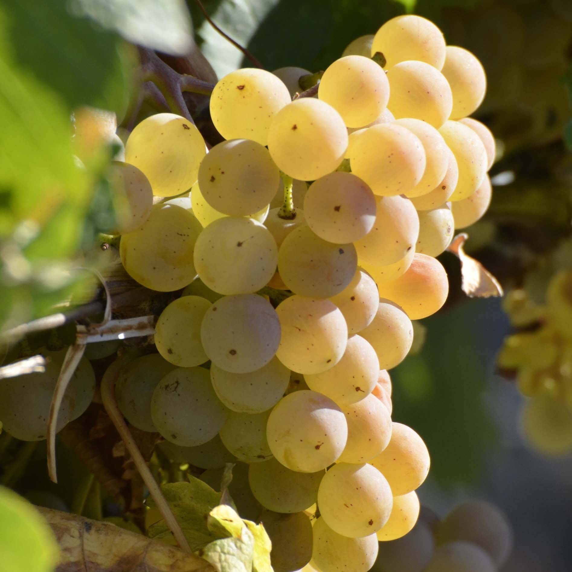 Promesse de Fleurs - Vigne Fragola Bianca - Vitis vinifera Pot de 1,5L/2L, Tuteur