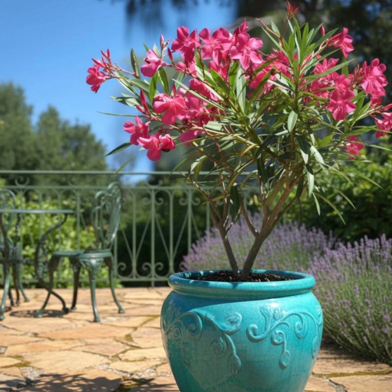 Laurier rose Belle Héléne à fleurs Rose - feuillage Semi-Persistant - Pot de 7,5L - 60/80 cm-  hauteur à maturité De 1,50 m à 2,00 m - Image 4