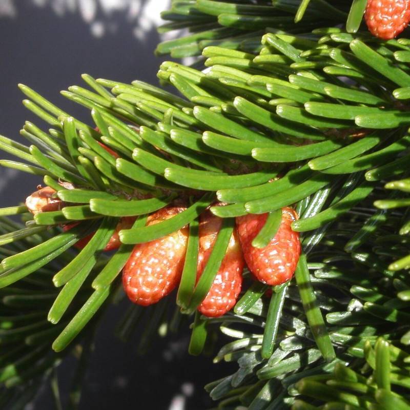 Sapin de Nordmann, Abies nordmanniana - - Imagen 2