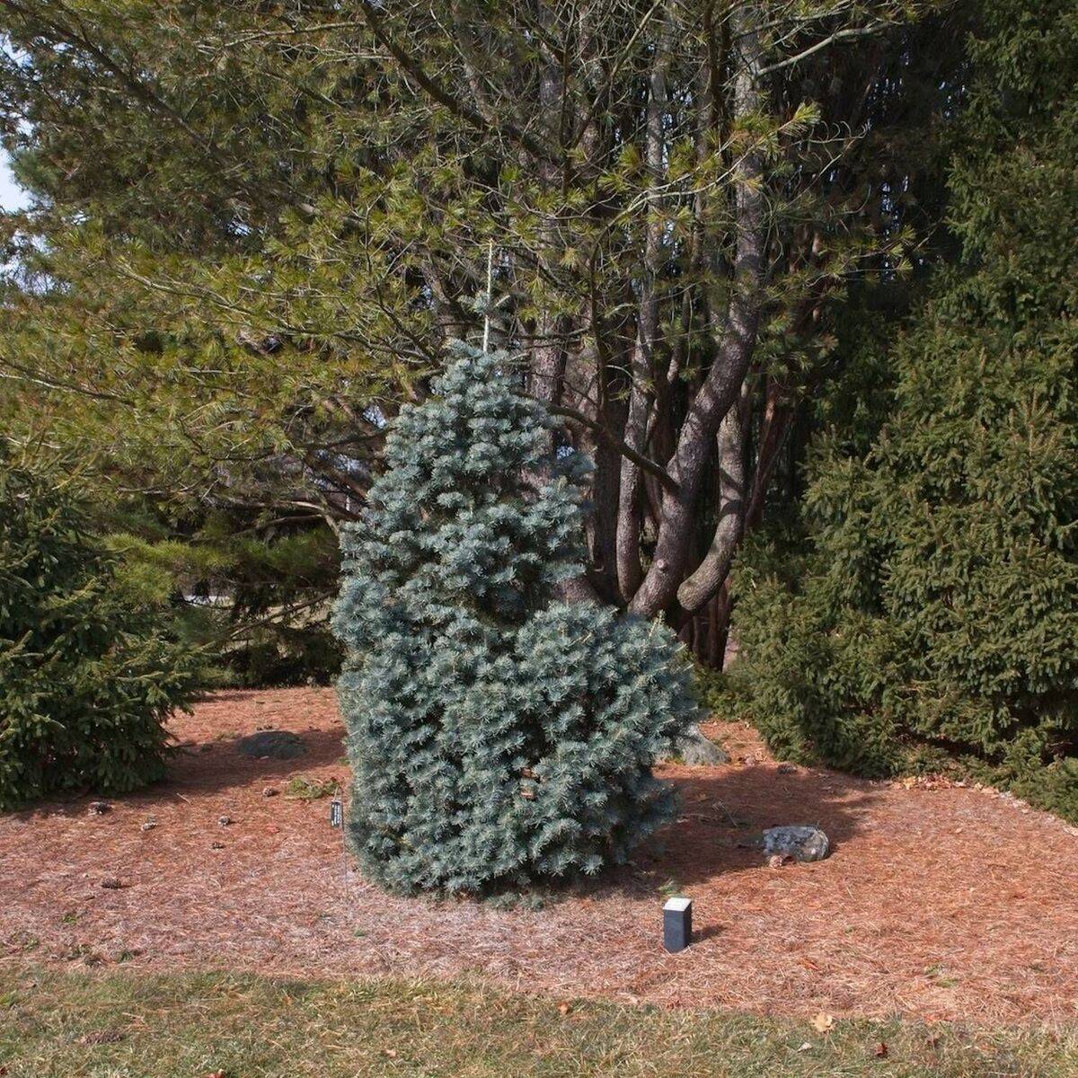 Sapin de Nordmann, Abies nordmanniana - - Imagen 1