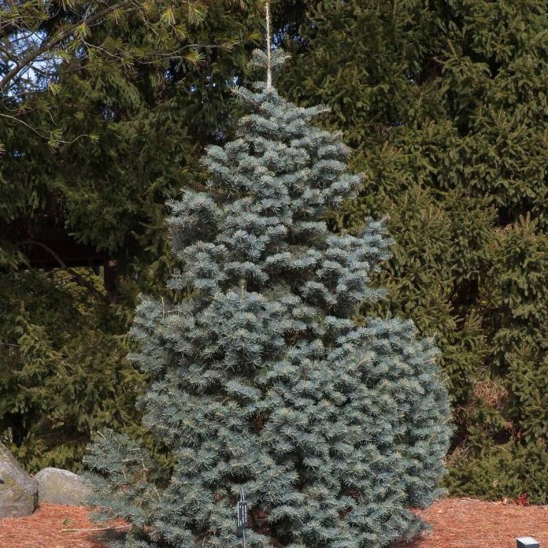 Sapin du Colorado Compacte, Abies concolor - - Imagen 3