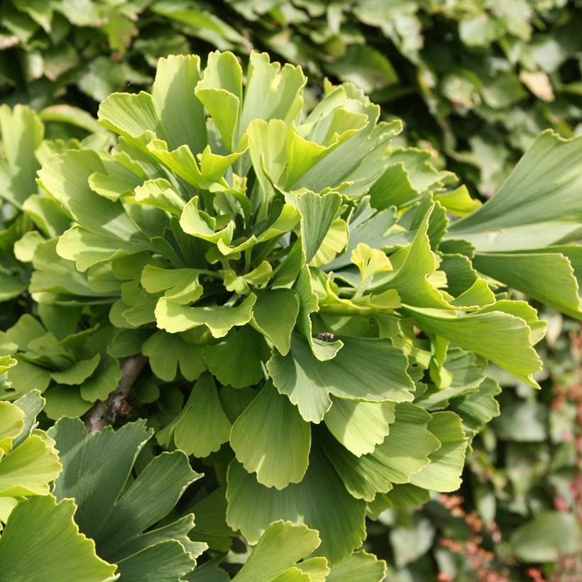 Promesse de Fleurs - Ginkgo biloba Troll - Arbre aux quarante écus nain Pot de 2L/3L - Image 1