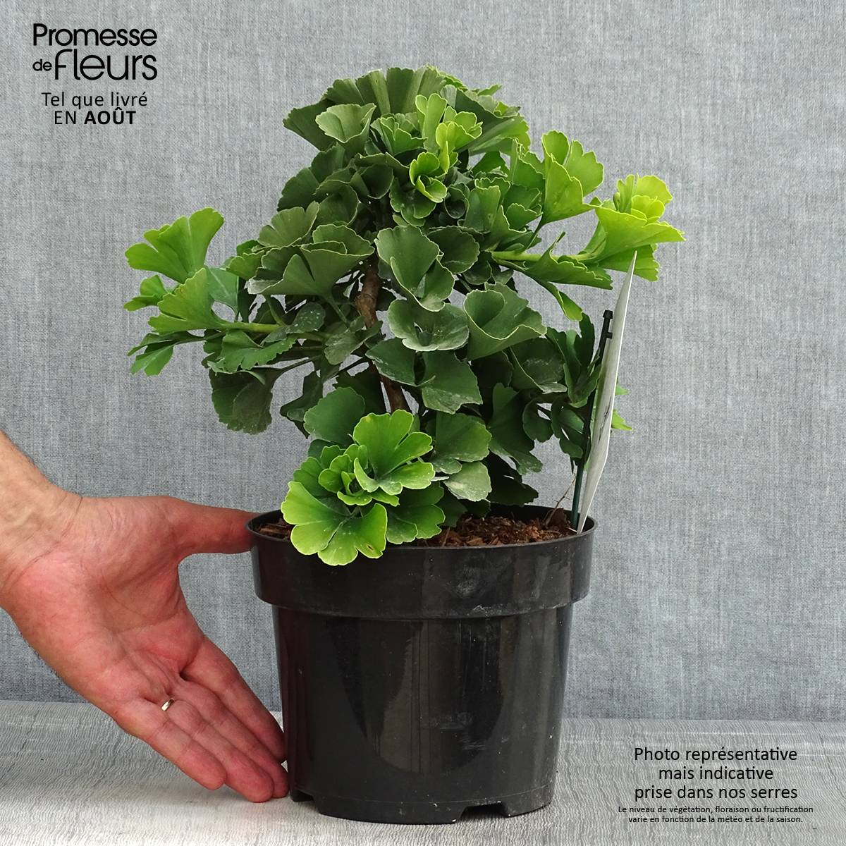 Promesse de Fleurs - Ginkgo biloba Troll - Arbre aux quarante écus nain Pot de 2L/3L - Image 2