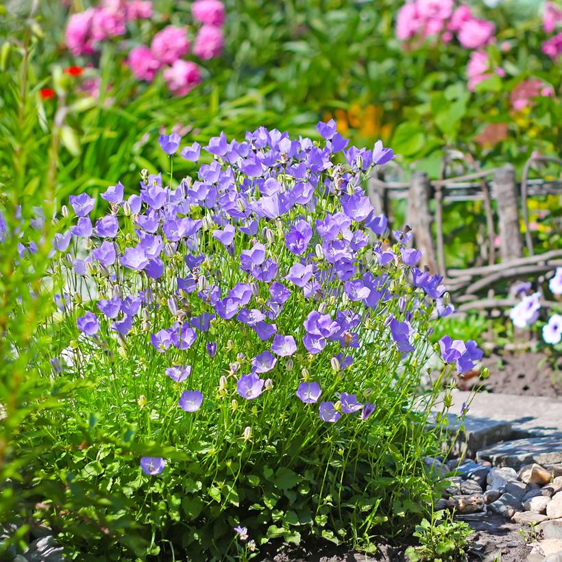 Graines de Campanule des Carpathes bleu - Campanula carpatica le sachet de 3300 graines environ (0,3g)