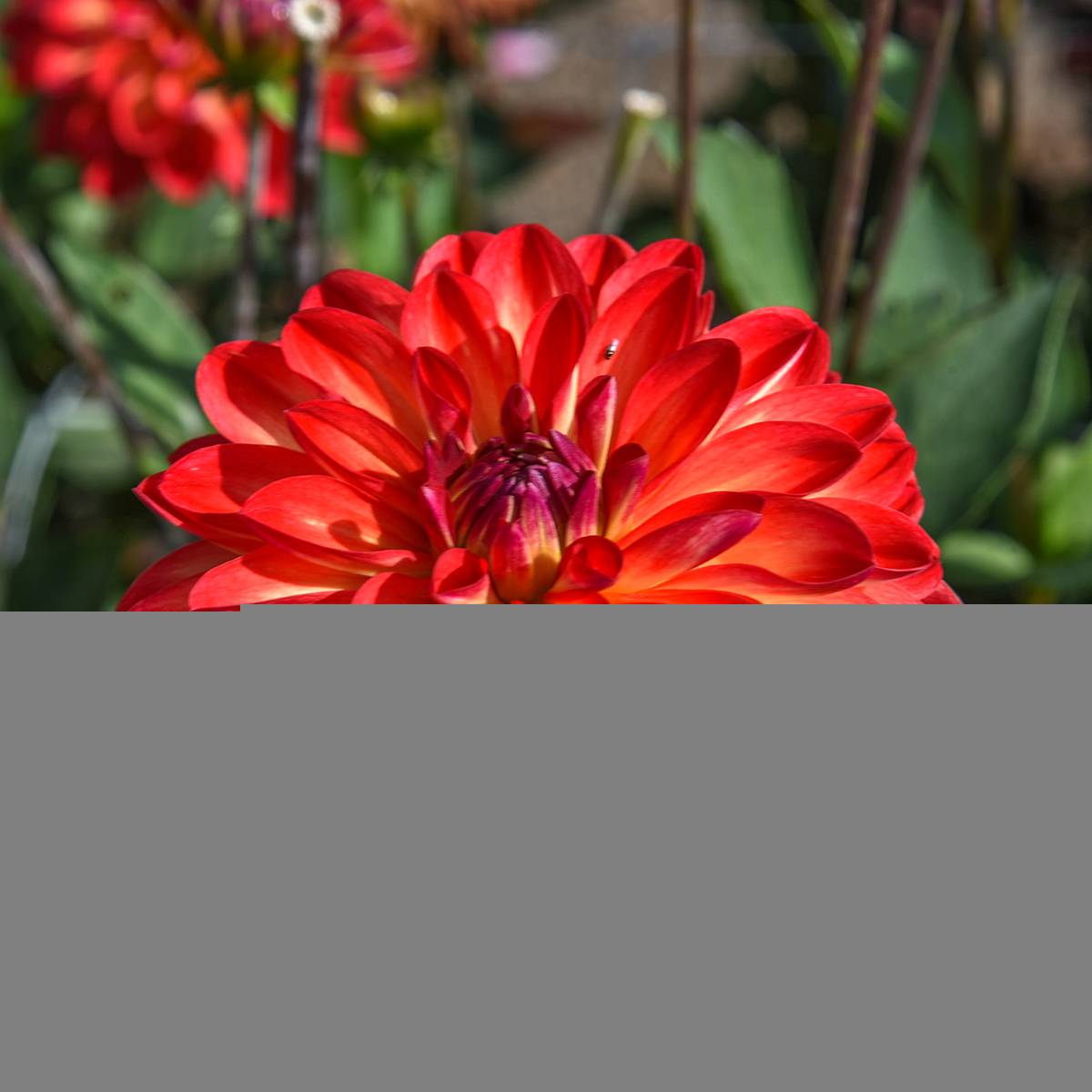 Dahlia décoratif Simone Bulbe calibre I