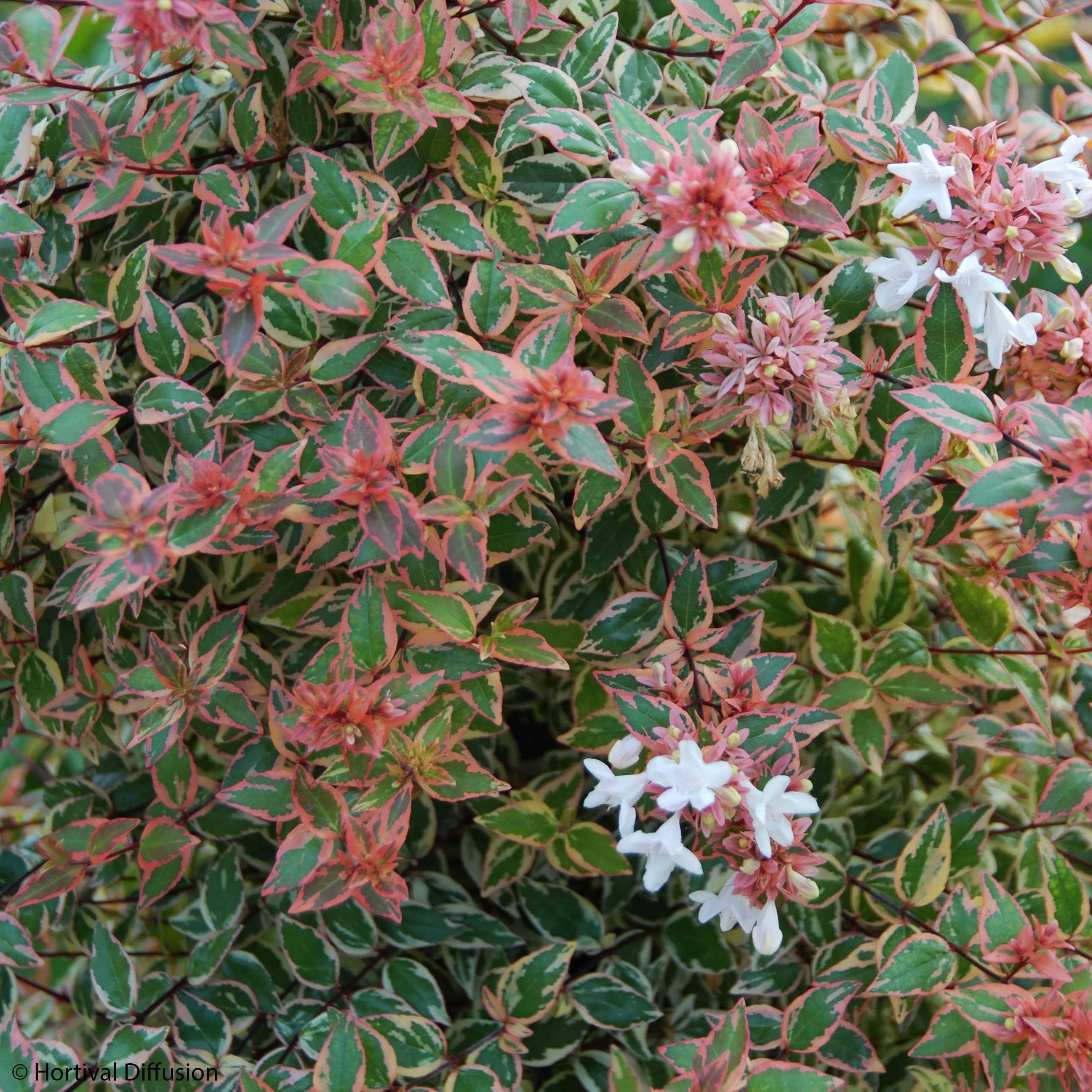 Abelia grandiflora Tricolor Charm Pot de 3L/4L - Image 1