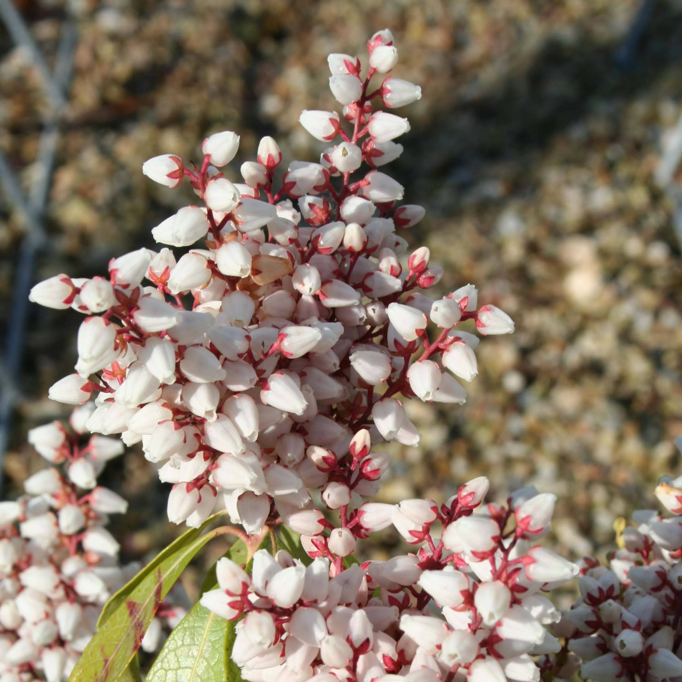 Promesse de Fleurs - Andromède du Japon - Pieris Bonfire Godet de 8/9 cm