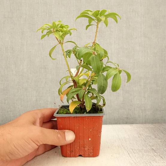 Promesse de Fleurs - Andromède du Japon - Pieris Bonfire Godet de 8/9 cm - Image 2