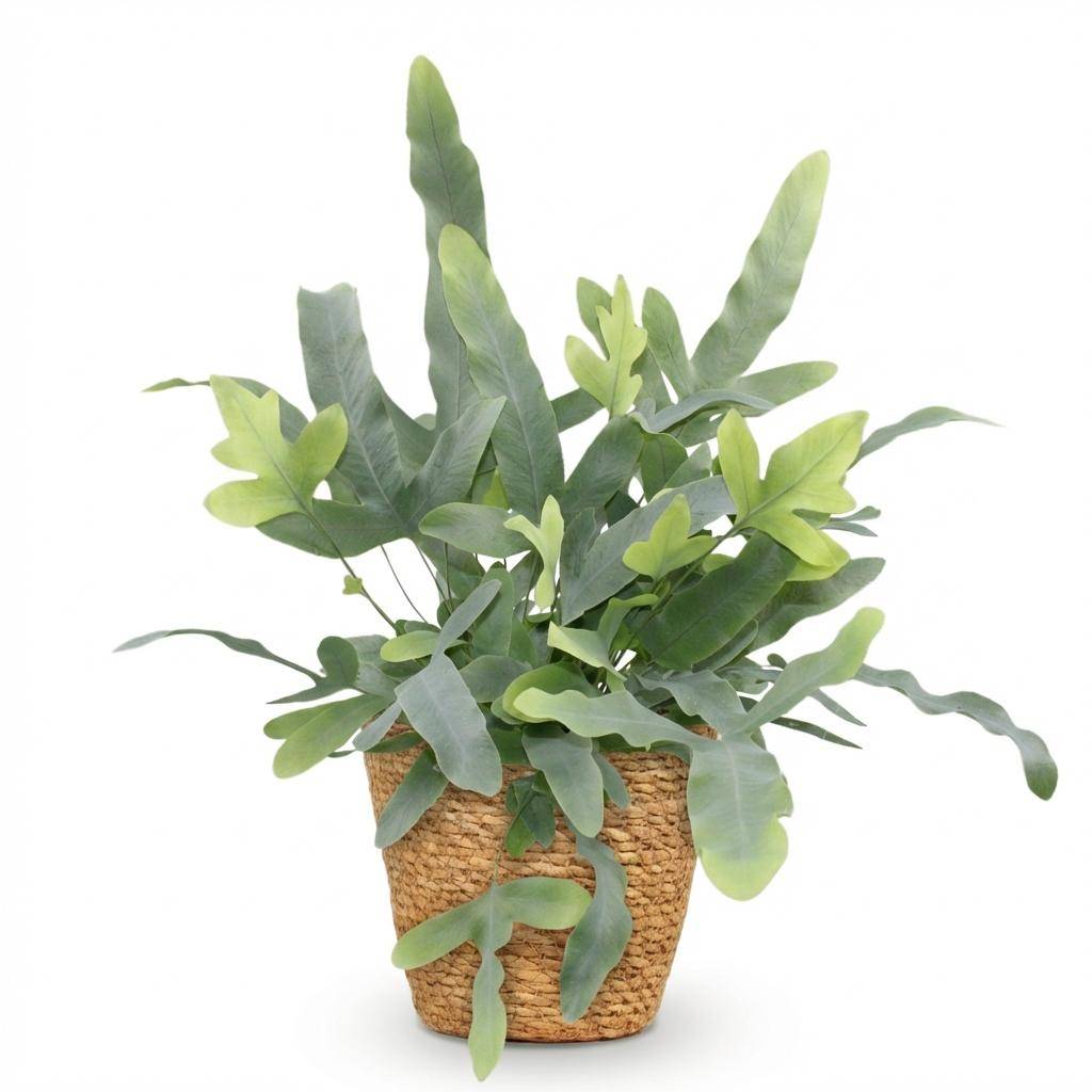 La Green Touch - Phlebodium aureum Blue Star - Fougère Blue Star - Panier en jonc de mer inclus - Pot Ø25 cm, H 30 cm - Image 2