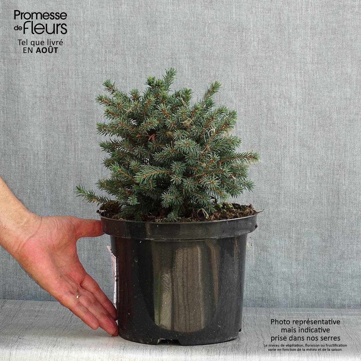 Promesse de Fleurs - Picea glauca Echiniformis Echt - Epinette blanche Pot de 4L/5L - Image 2