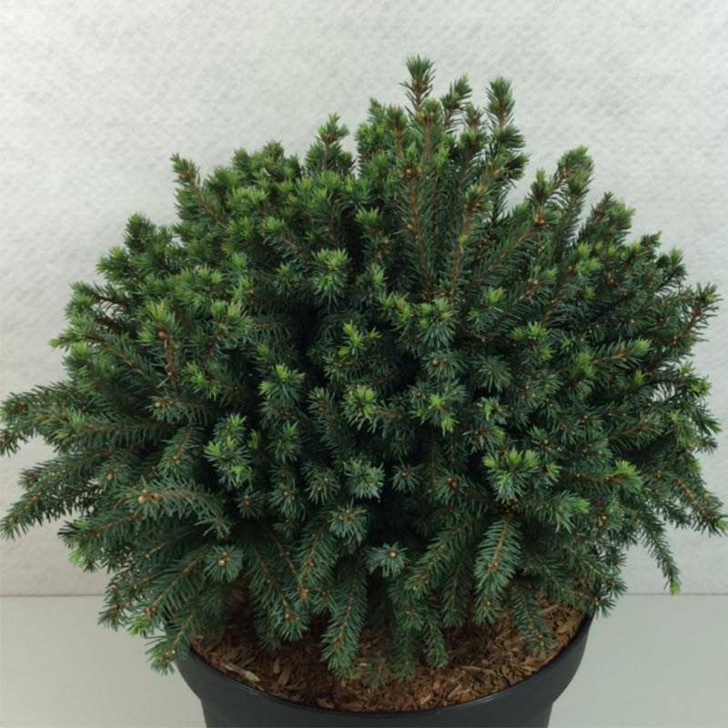 Promesse de Fleurs - Picea glauca Echiniformis Echt - Epinette blanche                    Pot de 4L/5L - Image 1