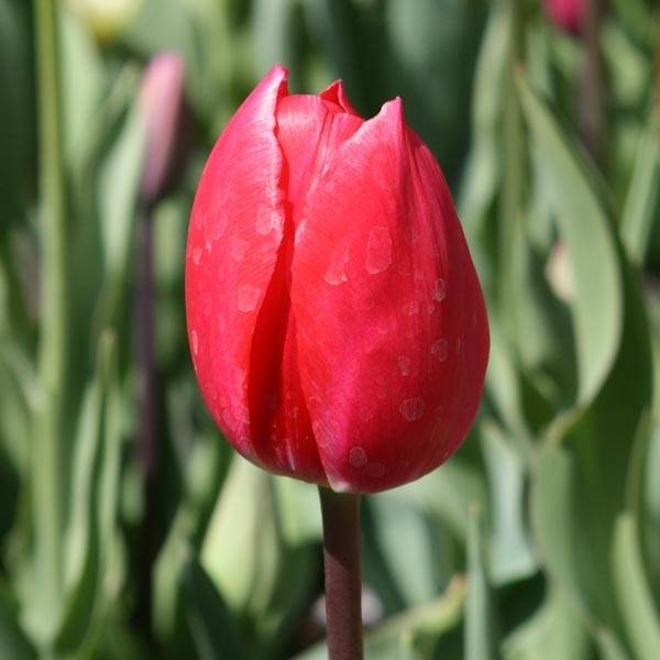 Promesse de Fleurs - Tulipe Triomphe Bastogne Bulbe calibre 11+ (par 10)