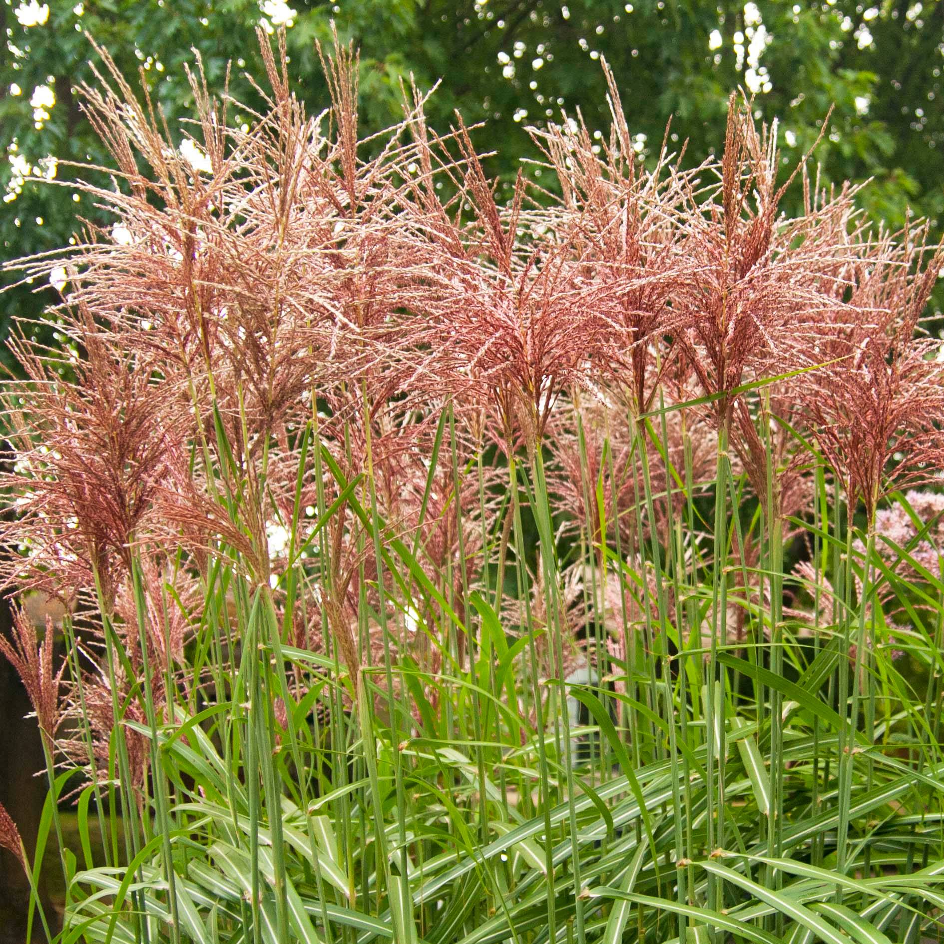 Promesse de Fleurs - Miscanthus sinensis Malepartus - Eulalie, Roseau de Chine Godet de 8/9 cm
