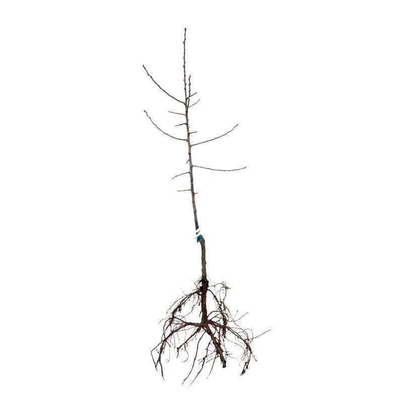 Prunier 'Reine Claude d'Oullins' (Prunus domestica 'Reine Claude d'Oullins') - Scion de 100cm - Pépinières Naudet - Imagen 2