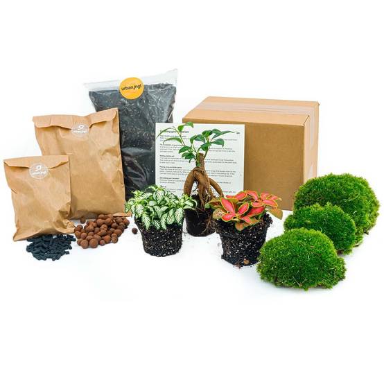 Kit rempotage plantes pour terrarium- La Green Touch 3 plantes : Ficus + 2 fittonia -