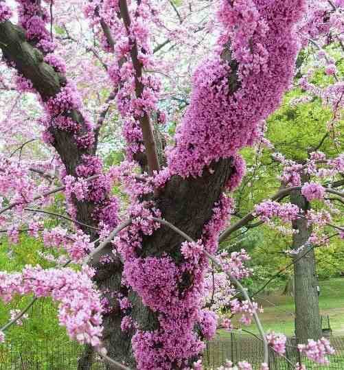 Sans Marque - Cercis siliquastrum (arbre de judée) Taille:Pot de 6 litres - 140/150cm - Couleur floraison:rose - Image 2