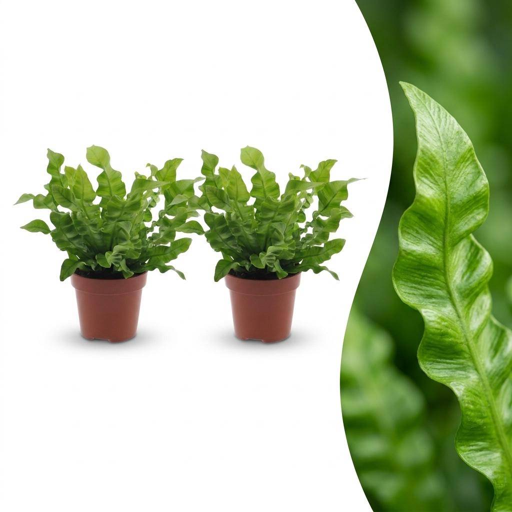 Asplenium Crispy Wave - Fougère Crispy Wave - Pot de 12cm - 2 plantes - Sans cache-pot - Plantes d'intérieur - Image 1