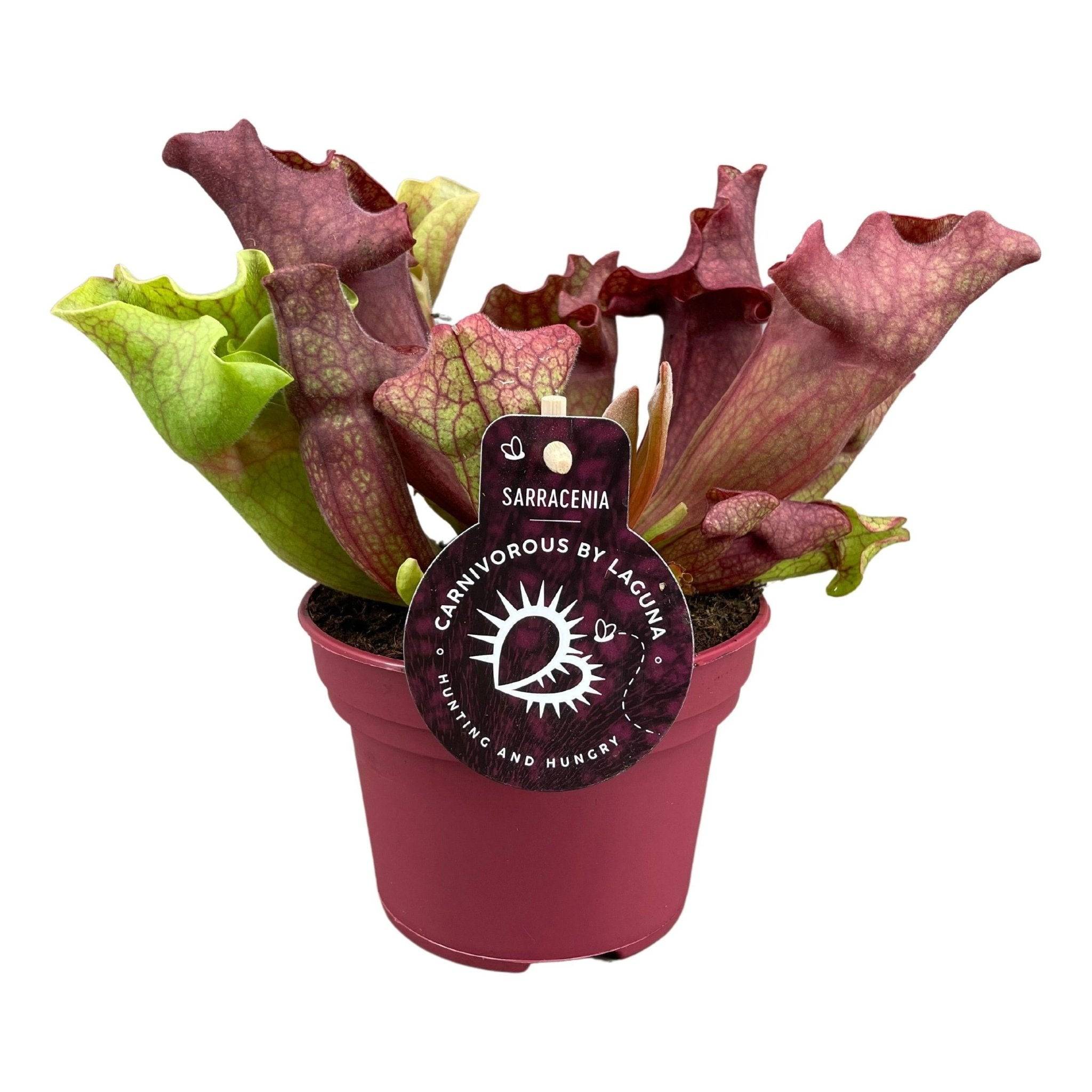Sarracenia Ewelina 20cm - Plante d'intérieur- La Green Touch