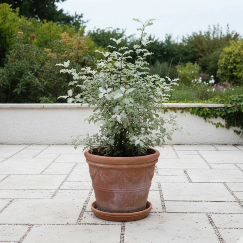 Pittosporum Irene Patterson, Pittospore - Pot de 7,5L - 60/80 cm - Image 5