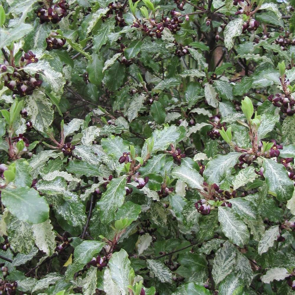 Pittosporum Irene Patterson, Pittospore - Pot de 7,5L - 60/80 cm - Image 1
