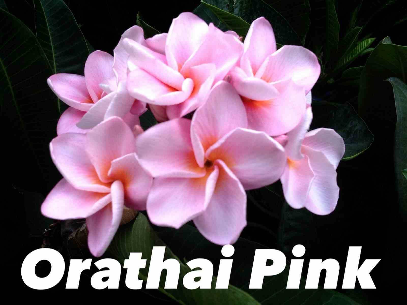 Sans Marque - Plumeria rubra "Orathai Pink" (frangipanier) Couleur floraison:Rose - Taille:Pot de 2 litres ? 20/30 cm