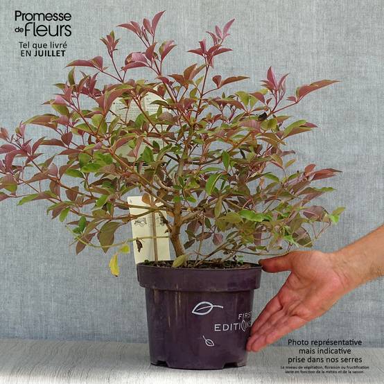 Promesse de Fleurs - Vitex agnus-castus Flip Side - Gattilier Pot de 3L/4L - Image 2