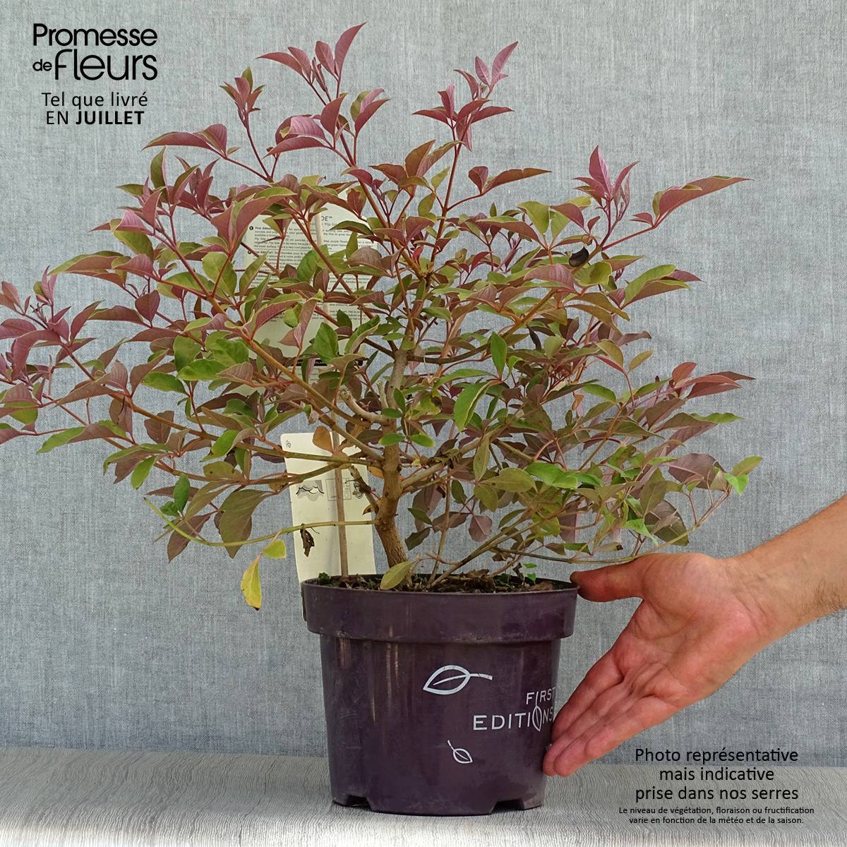 Promesse de Fleurs - Vitex agnus-castus Flip Side - Gattilier Pot de 3L/4L - Image 2