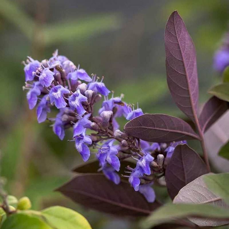 Promesse de Fleurs - Vitex agnus-castus Flip Side - Gattilier Pot de 3L/4L