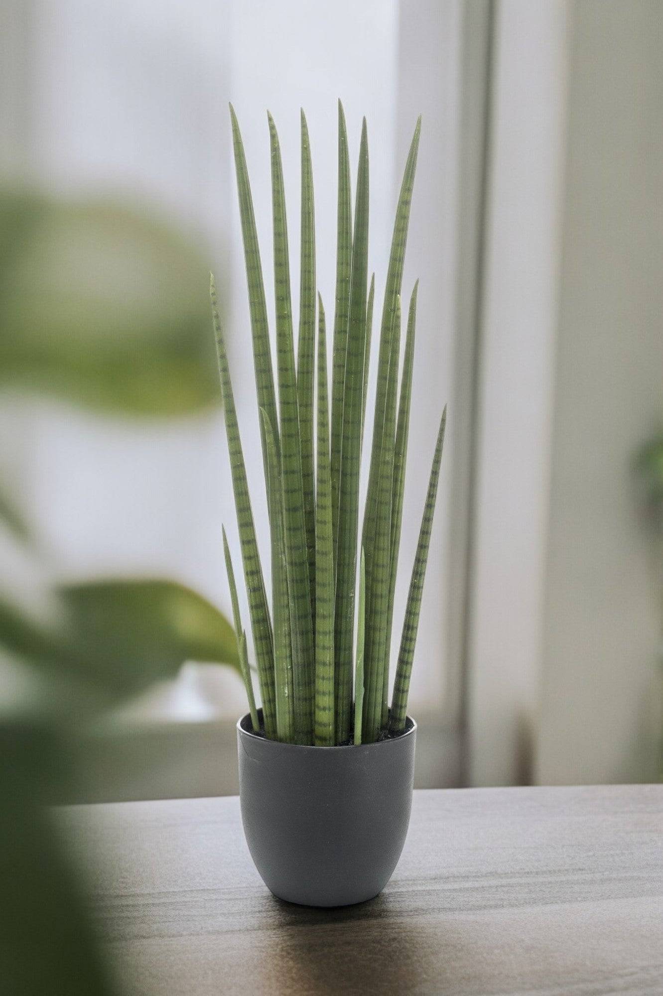La Green Touch - Sansevieria Cylindrica plante artificielle- h70cm, Ø12cm- La Green Touch - Imagen 1