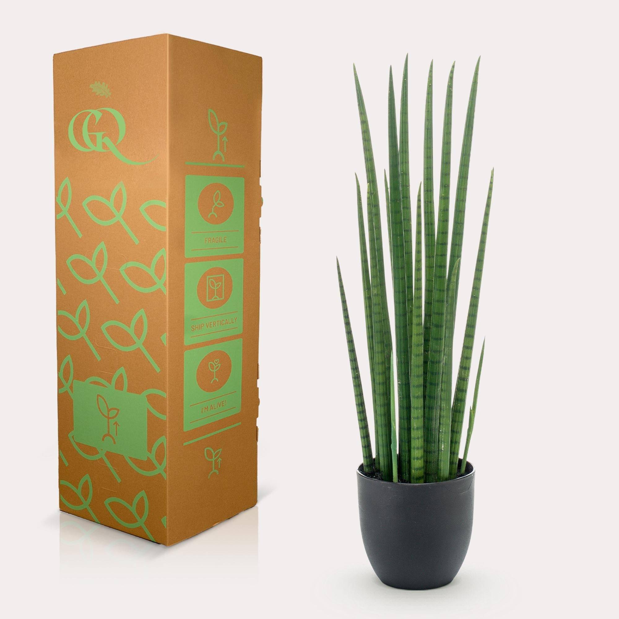 La Green Touch - Sansevieria Cylindrica plante artificielle- h70cm, Ø12cm- La Green Touch - Imagen 4