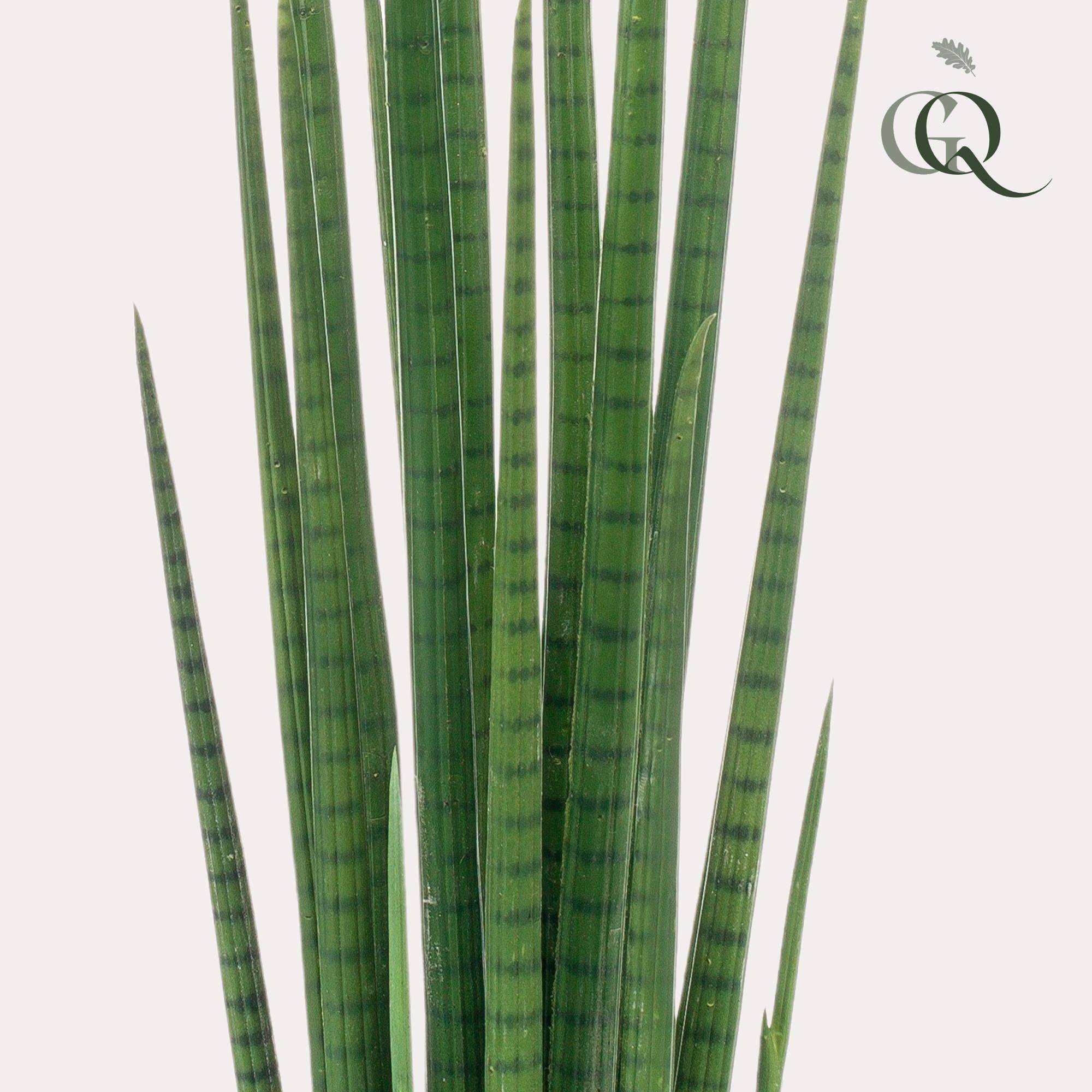 La Green Touch - Sansevieria Cylindrica plante artificielle- h70cm, Ø12cm- La Green Touch - Imagen 2