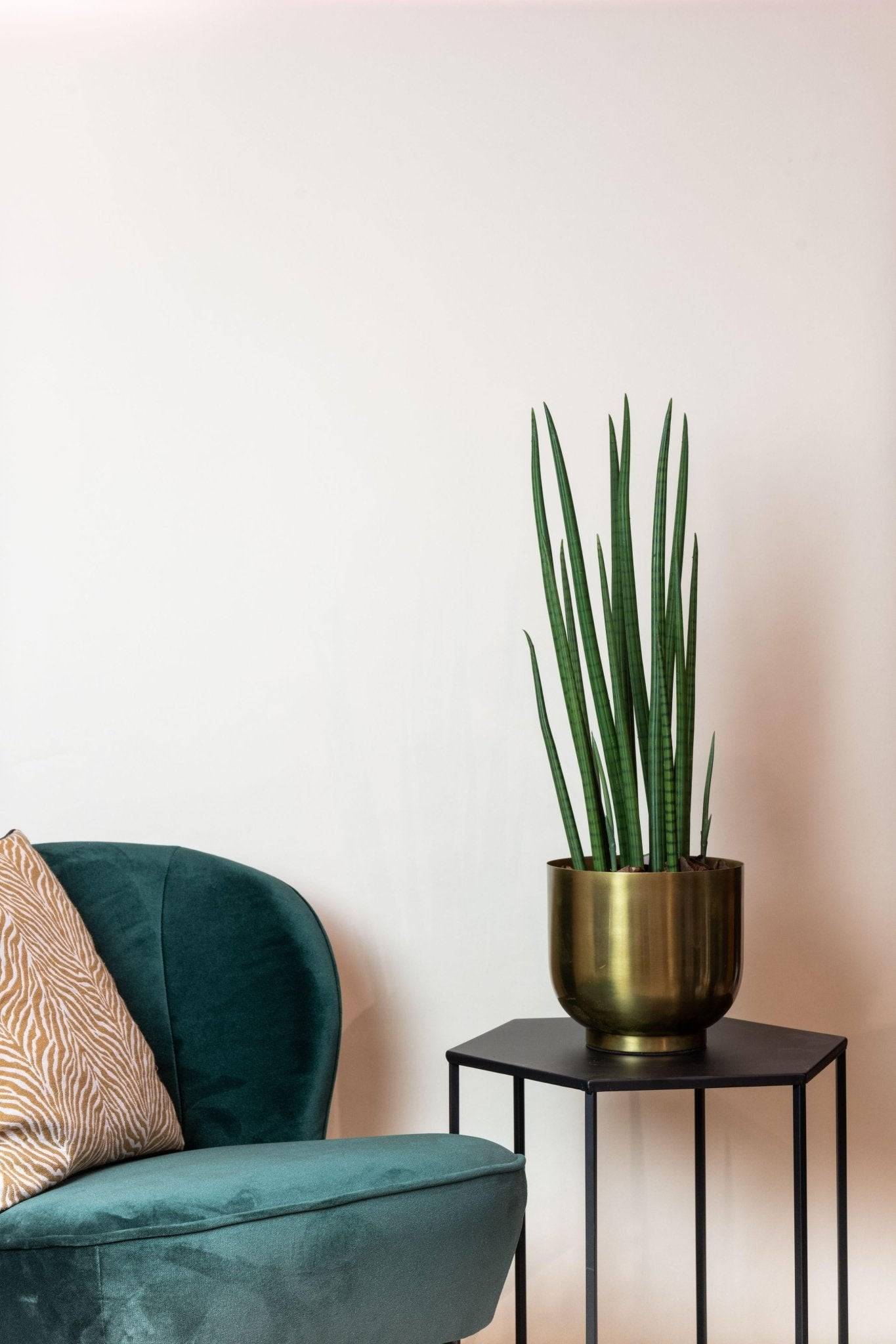 La Green Touch - Sansevieria Cylindrica plante artificielle- h70cm, Ø12cm- La Green Touch - Imagen 3