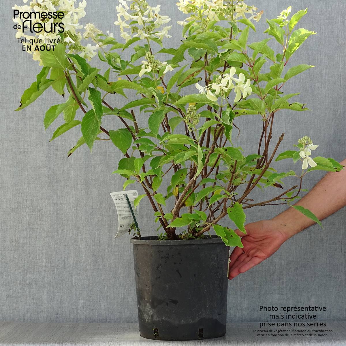 Promesse de Fleurs - Hydrangea paniculata Levana - Hortensia paniculé Pot de 7,5L/10L - Image 2