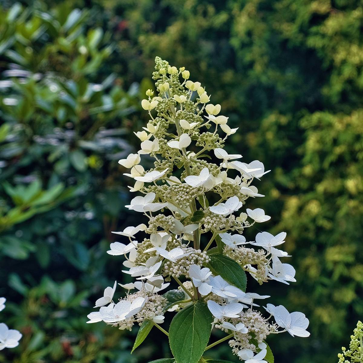 Promesse de Fleurs - Hydrangea paniculata Levana - Hortensia paniculé Pot de 7,5L/10L - Image 1