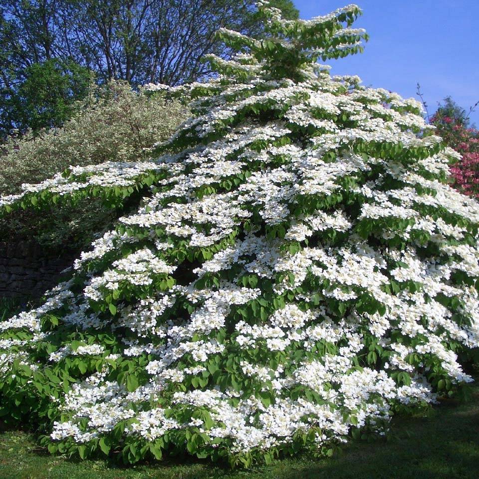 Viorne de Chine - Viburnum plicatum Tomentosum Godet de 8/9 cm