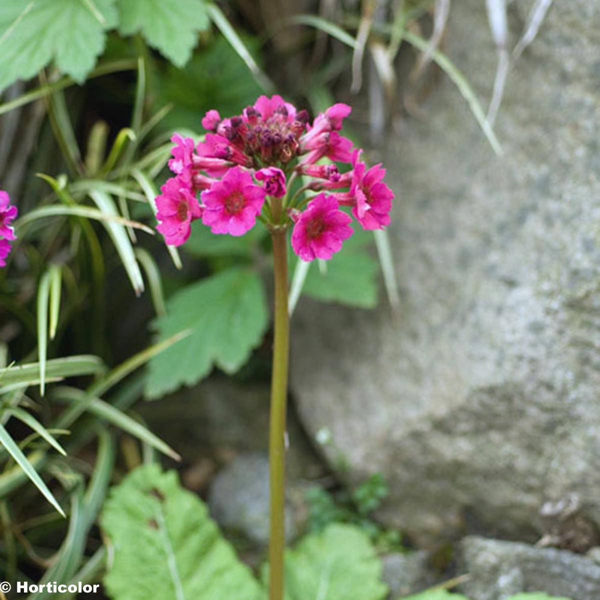 Primevère - Primula japonica Godet de 8/9 cm
